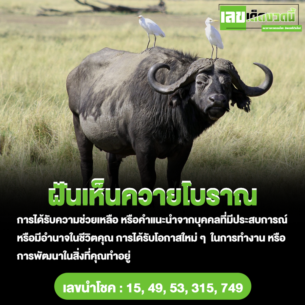 ฝันเห็นควายโบราณ