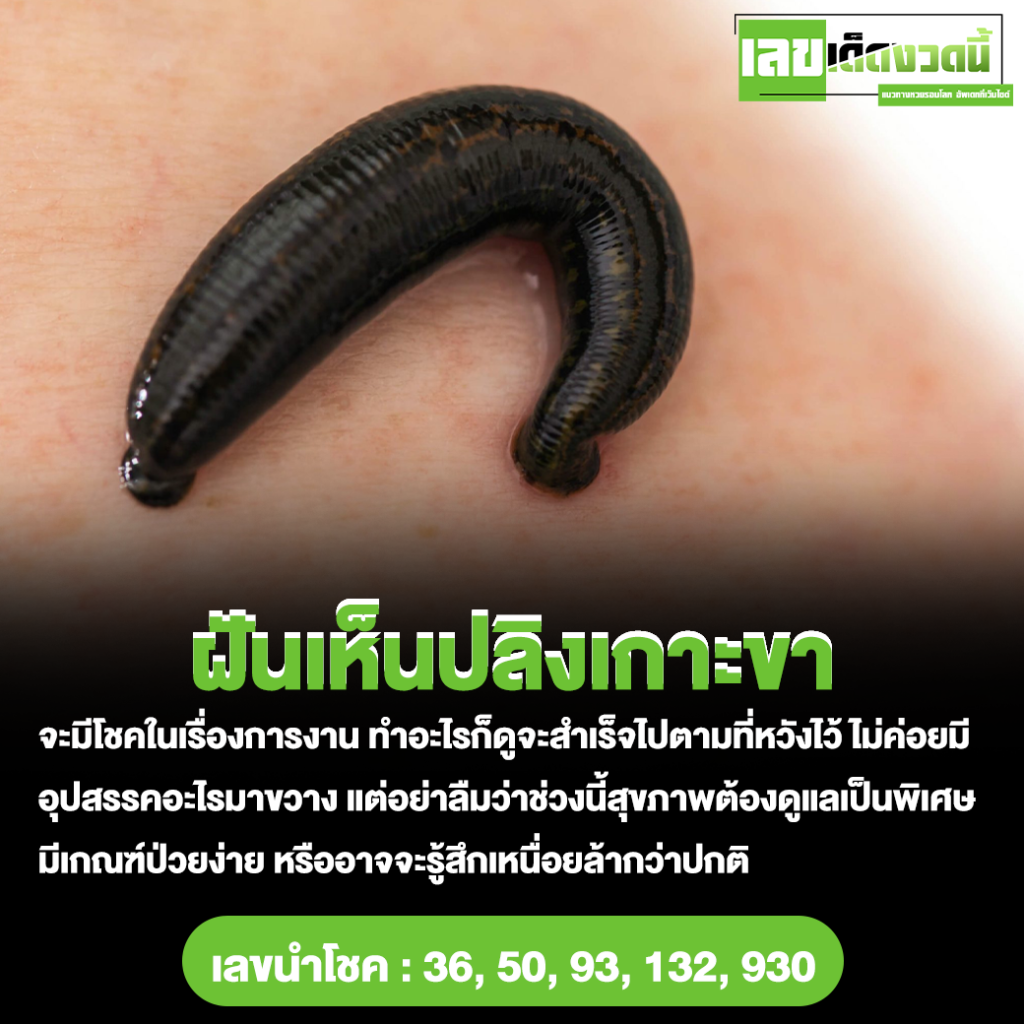 ฝันเห็นปลิงเกาะขา