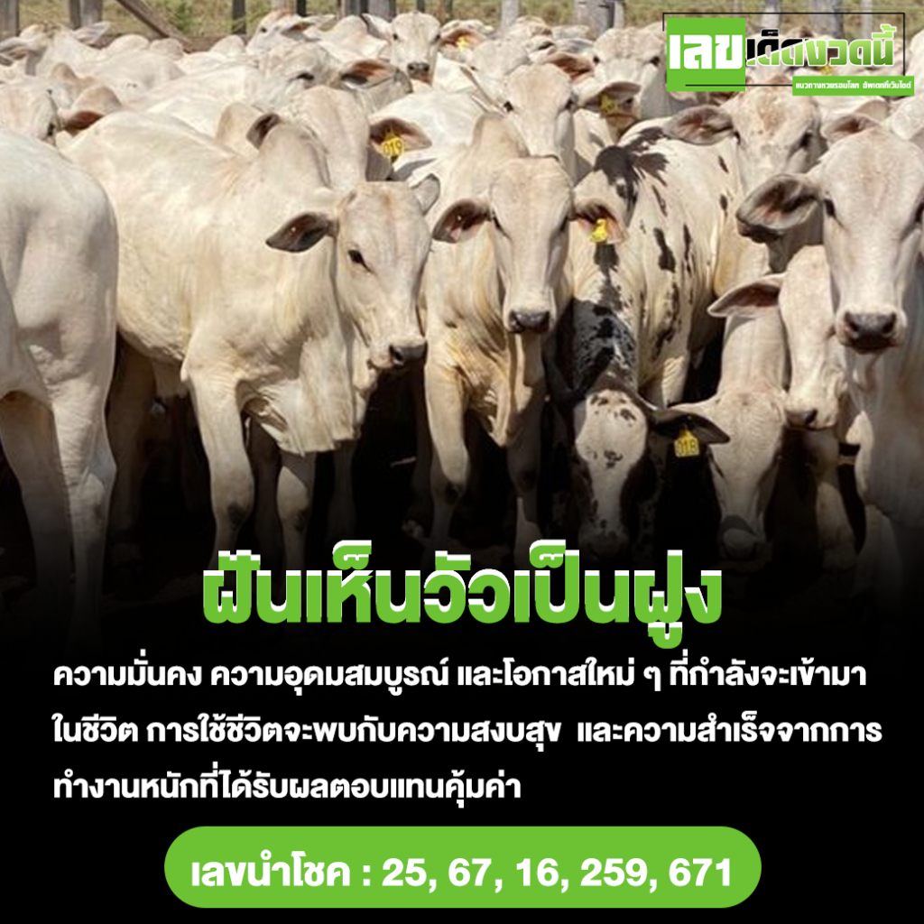ฝันเห็นวัวเป็นฝูง