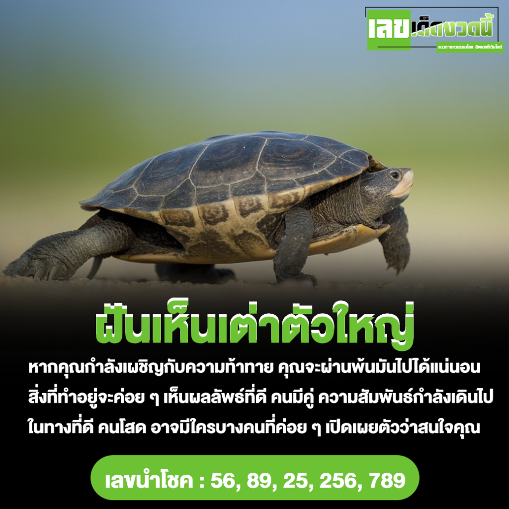 ฝันเห็นเต่าตัวใหญ่