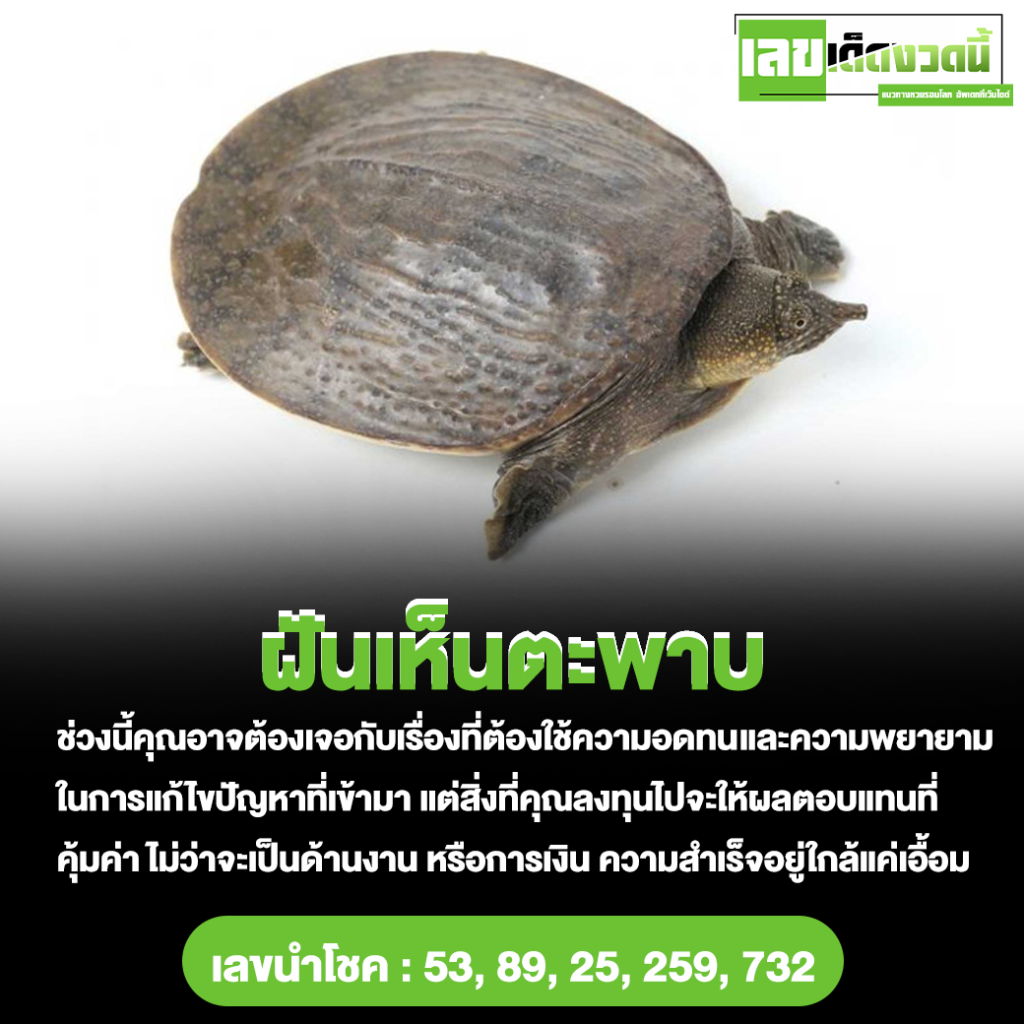 ฝันเห็นตะพาบ