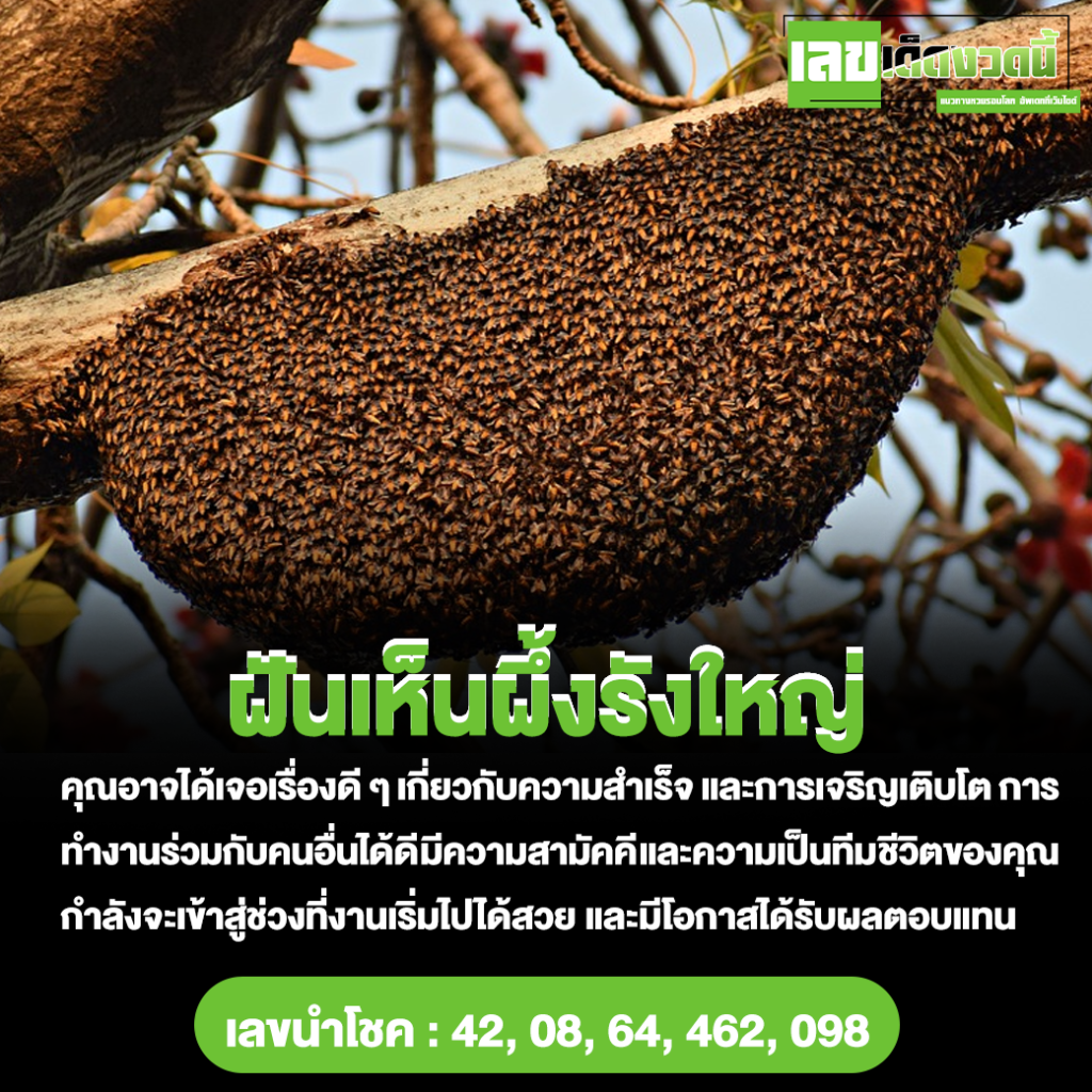 ฝันเห็นผึ้งรังใหญ่