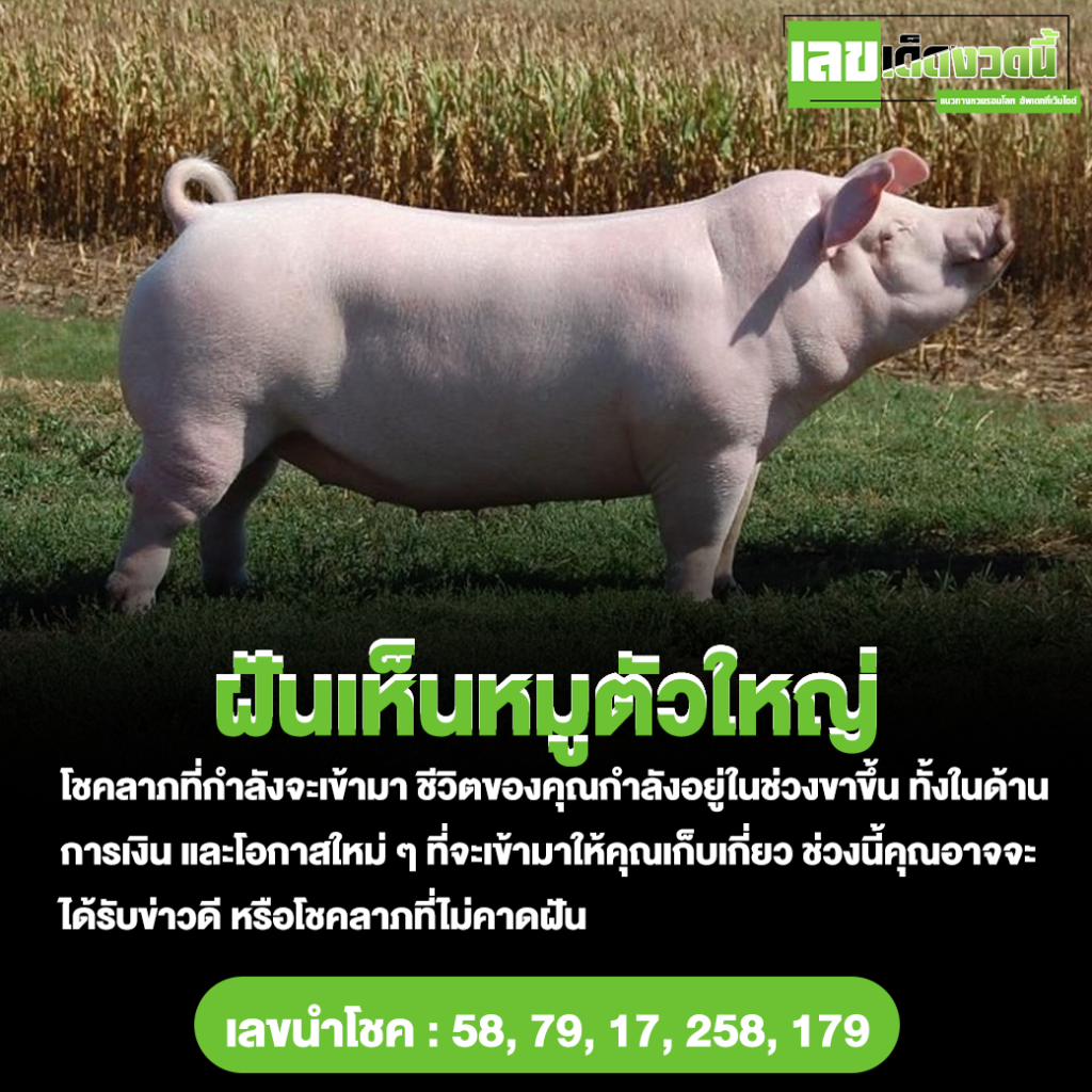 ฝันเห็นหมูตัวใหญ่