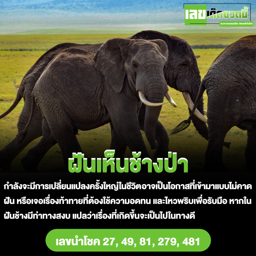 ฝันเห็นช้างป่า